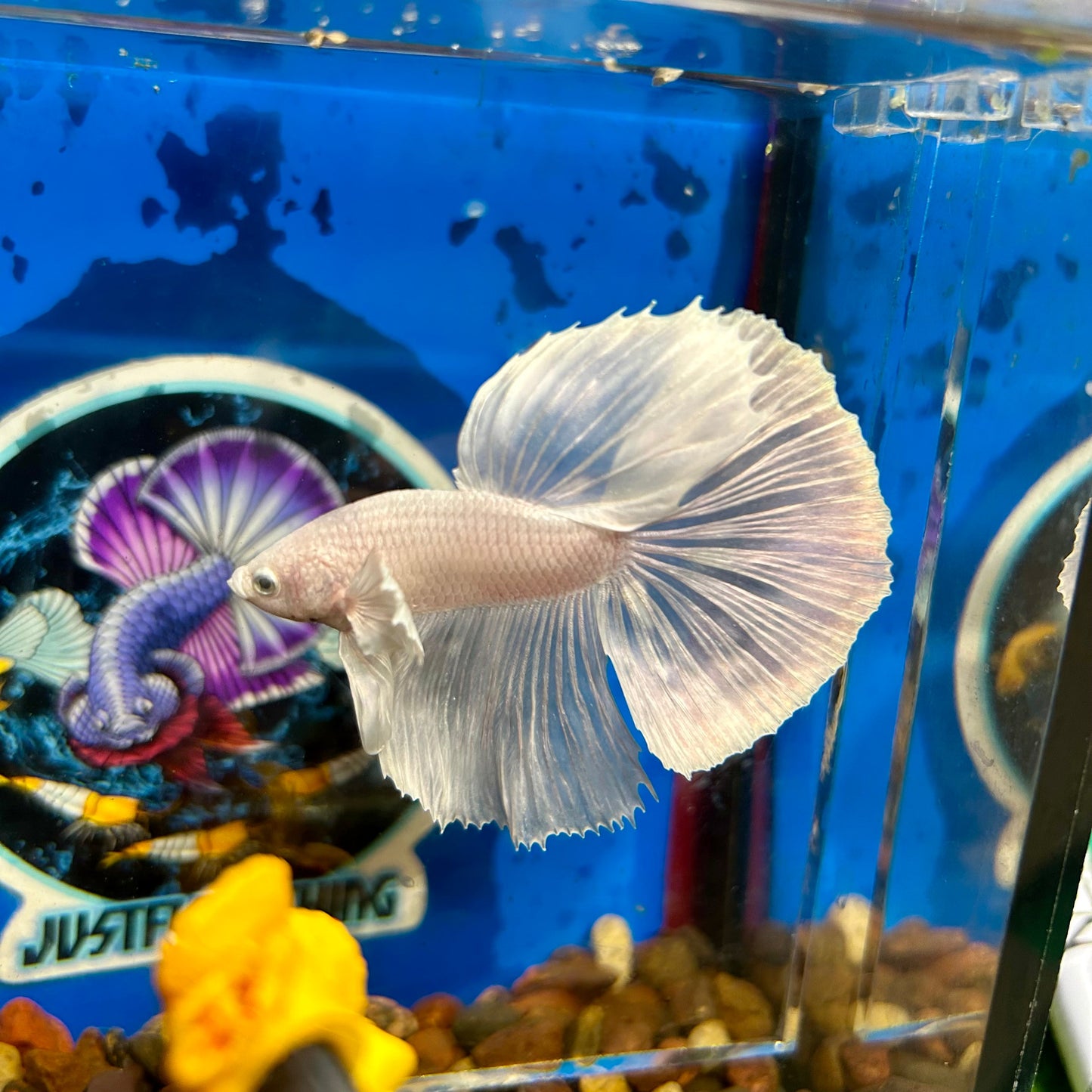 Full white platinum Dumbo Halfmoon - Male Betta 029