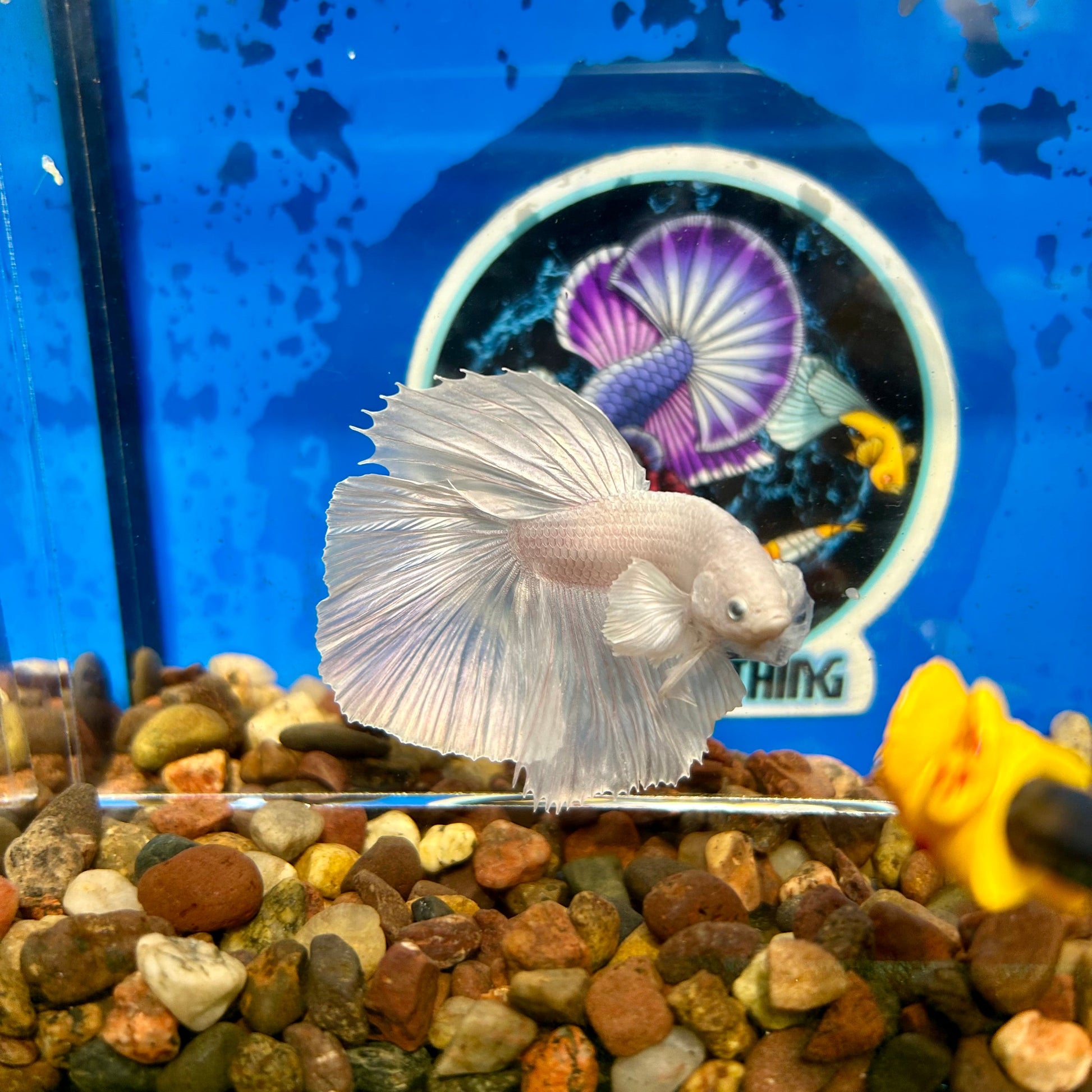 Full white platinum Dumbo Halfmoon - Male Betta 029