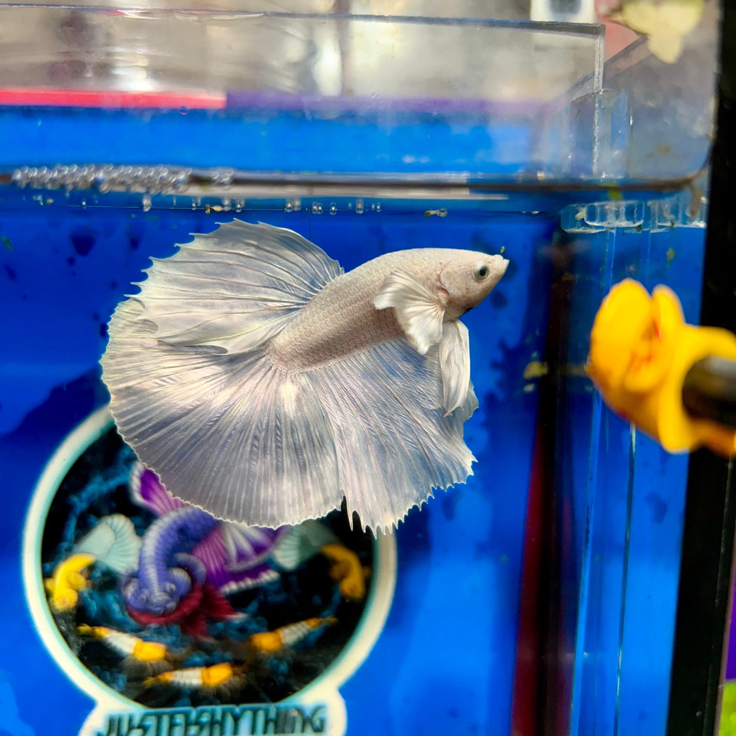 Full white platinum Dumbo Halfmoon - Male Betta 029