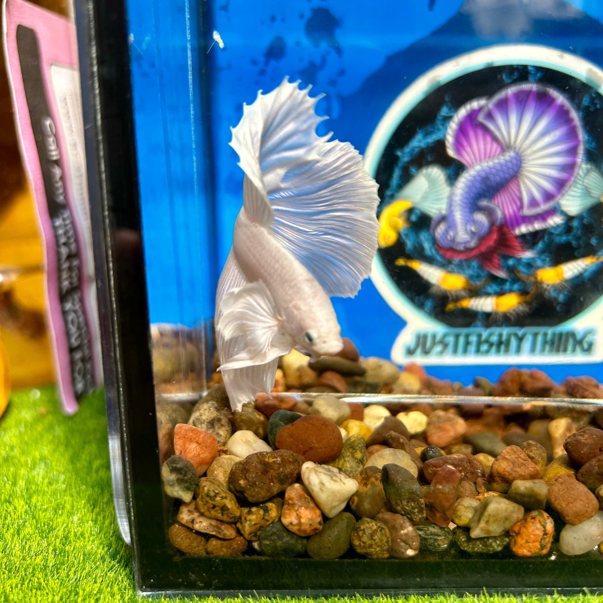 Full white platinum Dumbo Halfmoon - Male Betta 029