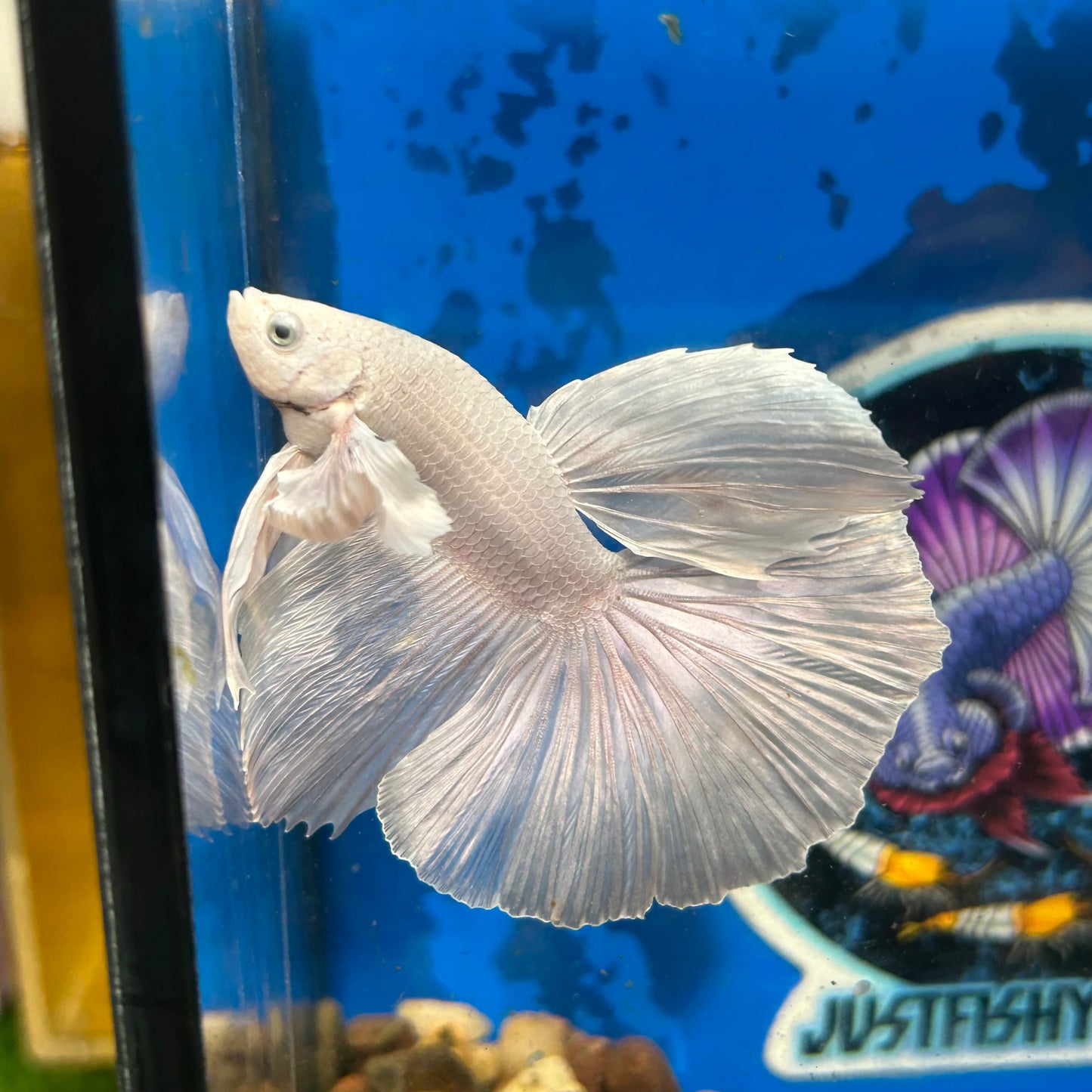 Full white platinum Dumbo Halfmoon - Male Betta 117