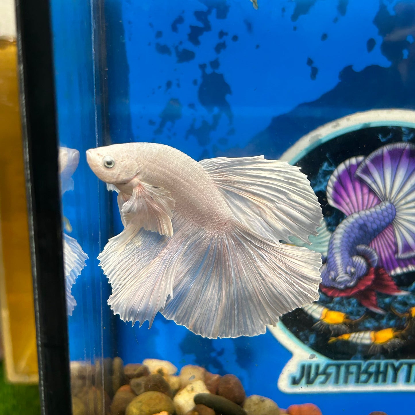 Full white platinum Dumbo Halfmoon - Male Betta 117