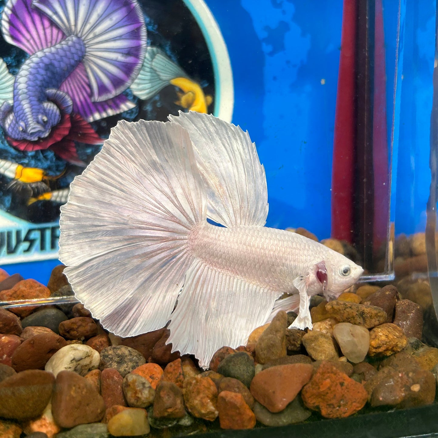 Full white platinum Dumbo Halfmoon - Male Betta 117