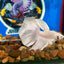 Full white platinum Dumbo Halfmoon - Male Betta 117