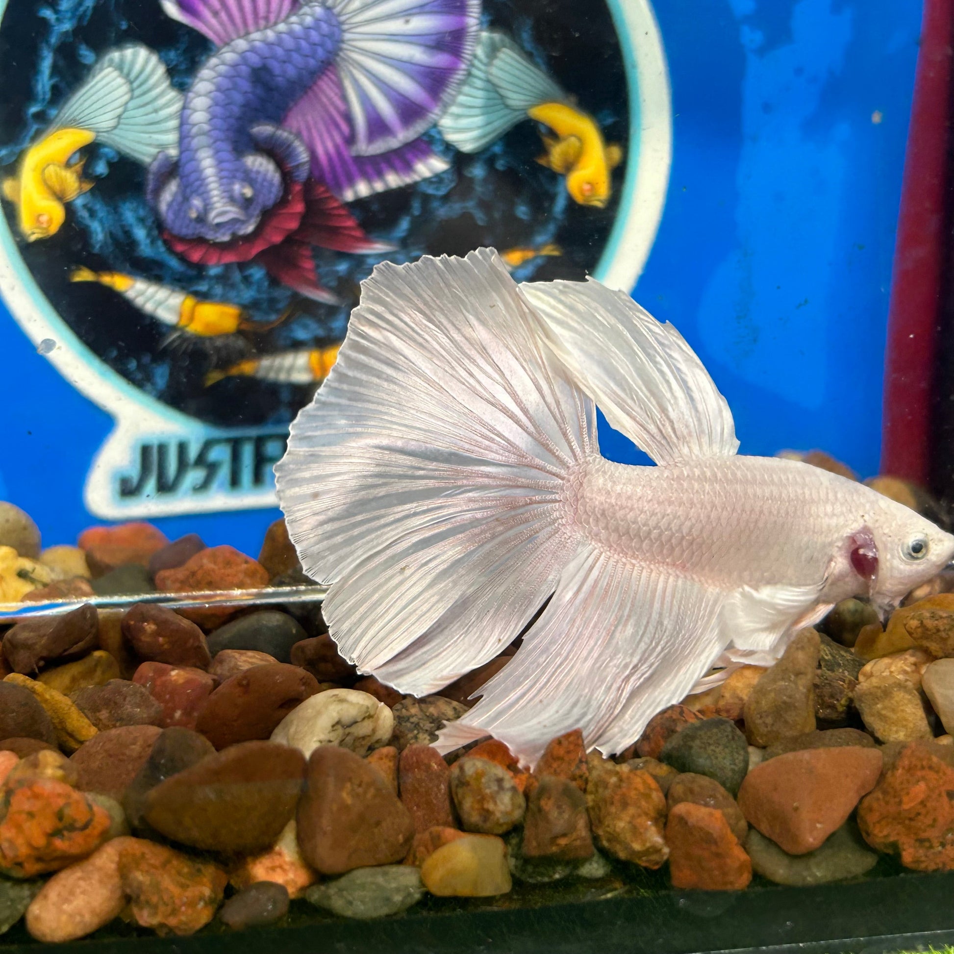 Full white platinum Dumbo Halfmoon - Male Betta 117