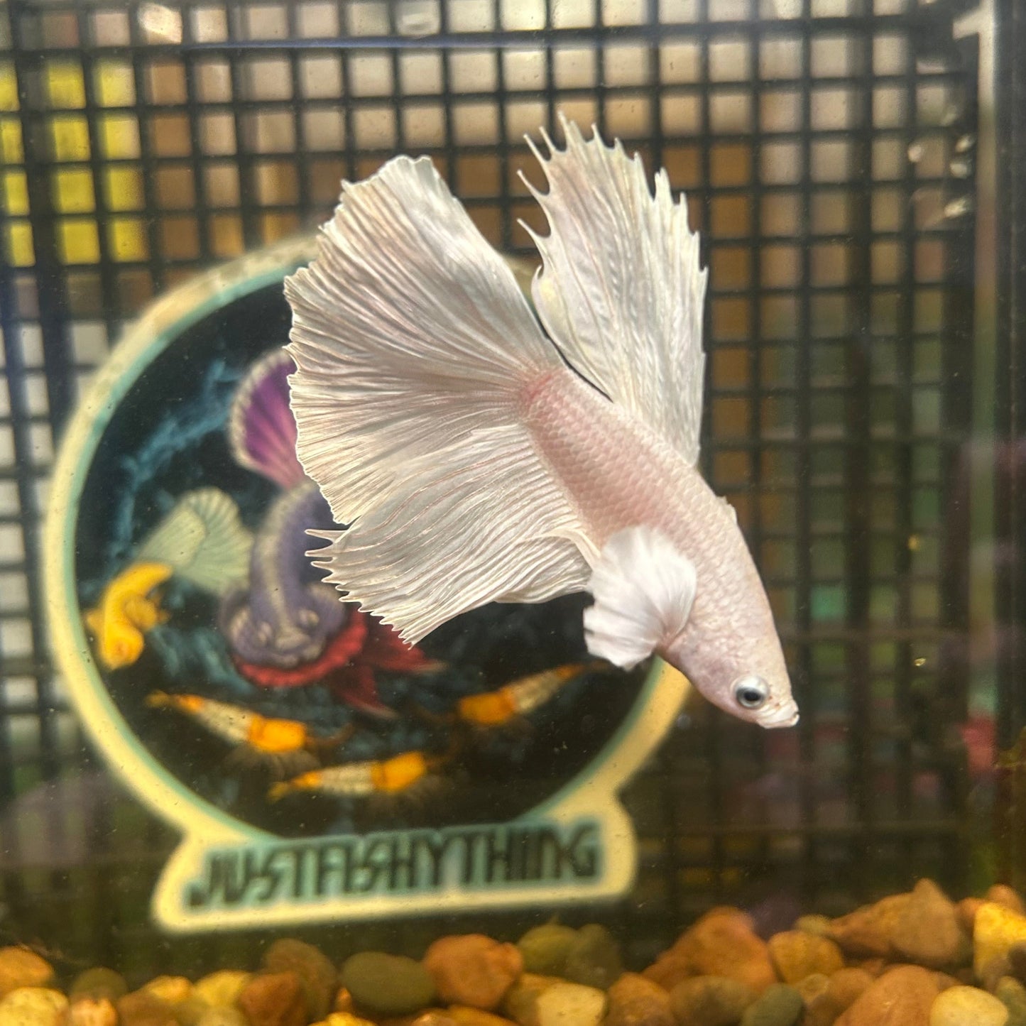 Full white platinum Dumbo Halfmoon - Male Betta 125