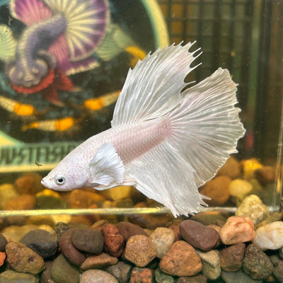 Full white platinum Dumbo Halfmoon - Male Betta 125