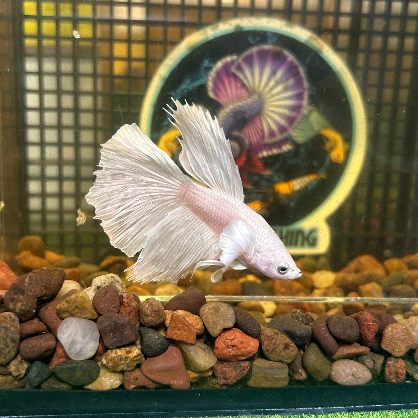 Full white platinum Dumbo Halfmoon - Male Betta 125