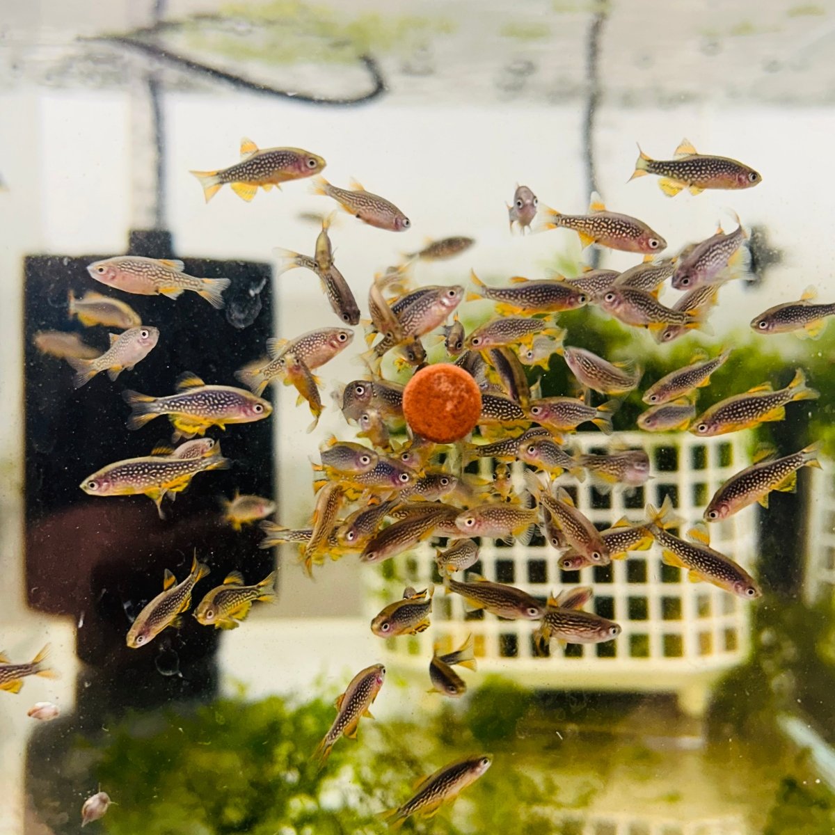 Rasbora Galaxy Celestial Danio Pearl CDP
