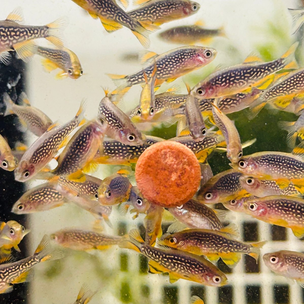 Rasbora Galaxy Celestial Danio Pearl CDP