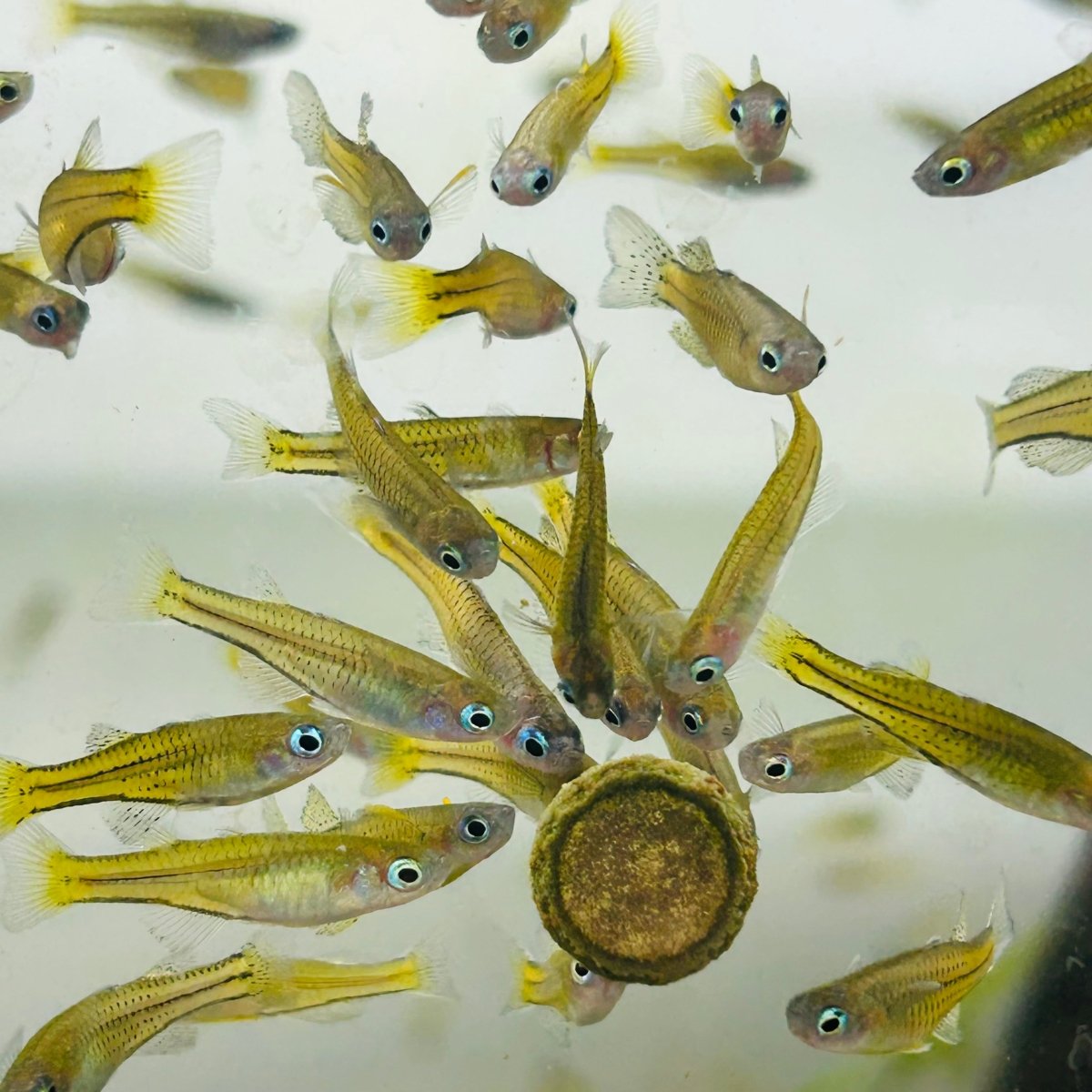 Gertrudae Rainbow - Nano Fish