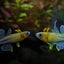 Gertrudae Rainbow - Nano Fish