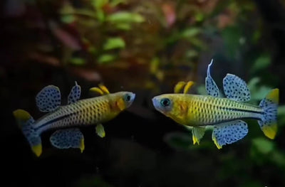 Gertrudae Rainbow - Nano Fish