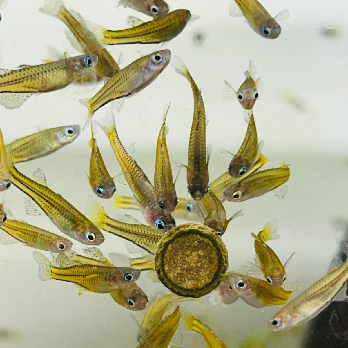 Gertrudae Rainbow - Nano Fish