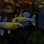 Gertrudae Rainbow - Nano Fish