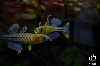 Gertrudae Rainbow - Nano Fish