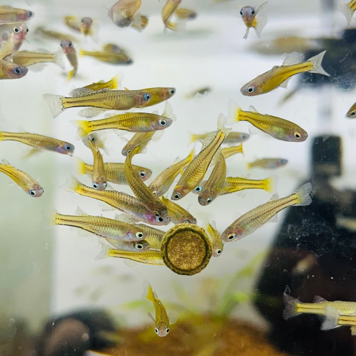 Gertrudae Rainbow - Nano Fish