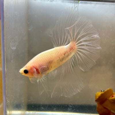 Ghost Halfmoon - Male Betta