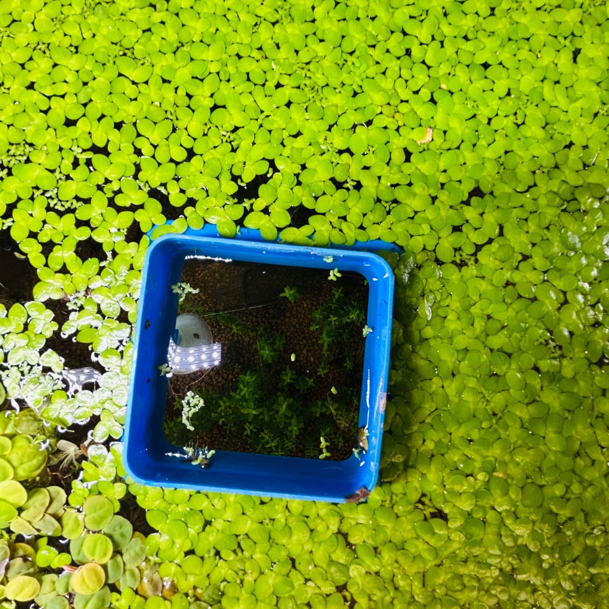 Lenteja de agua gigante (25+) Flotando viva