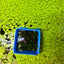 Giant Duckweed (25+) Live Floating Plant
