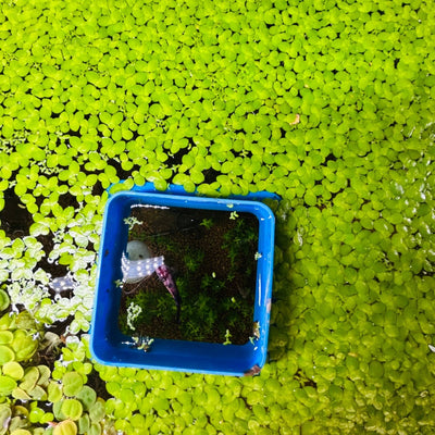 Giant Duckweed (25+) Live Floating Plant