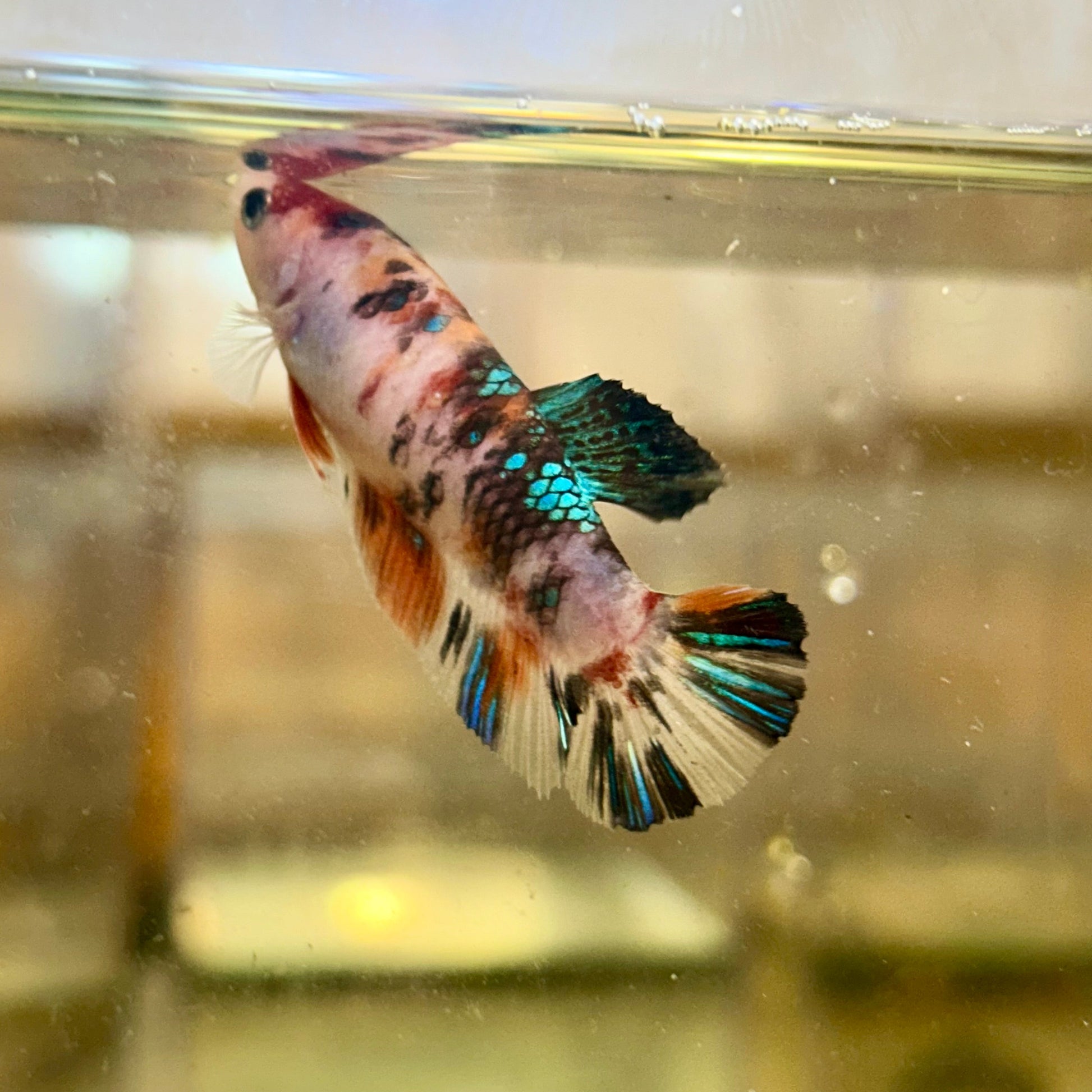 Giant Koi Plakat - Female Betta 109