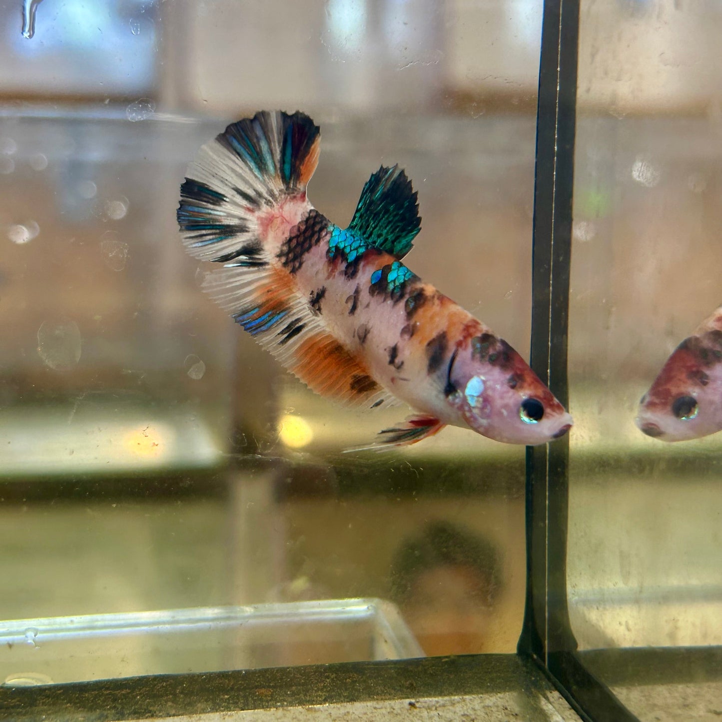 Giant Koi Plakat - Female Betta 109