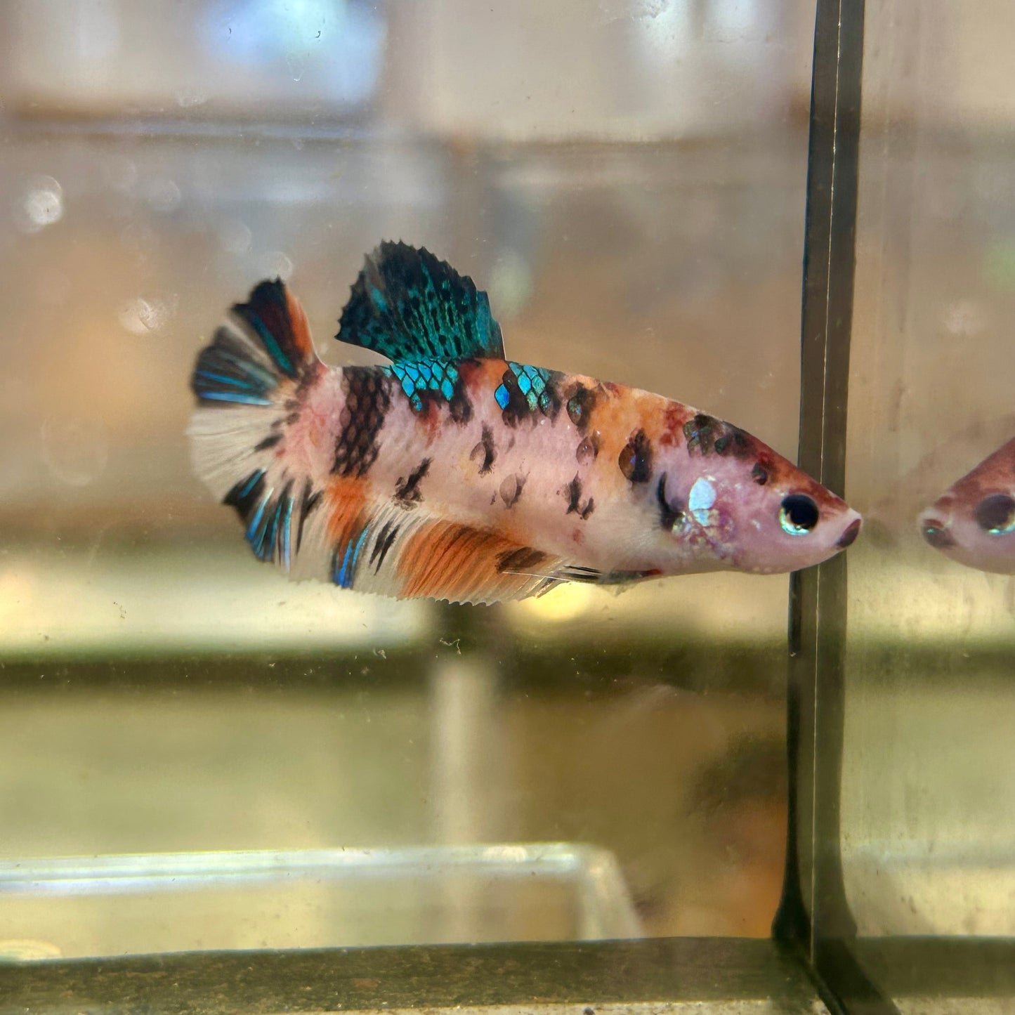 Giant Koi Plakat - Female Betta 109