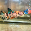 Giant Koi Plakat - Female Betta 109