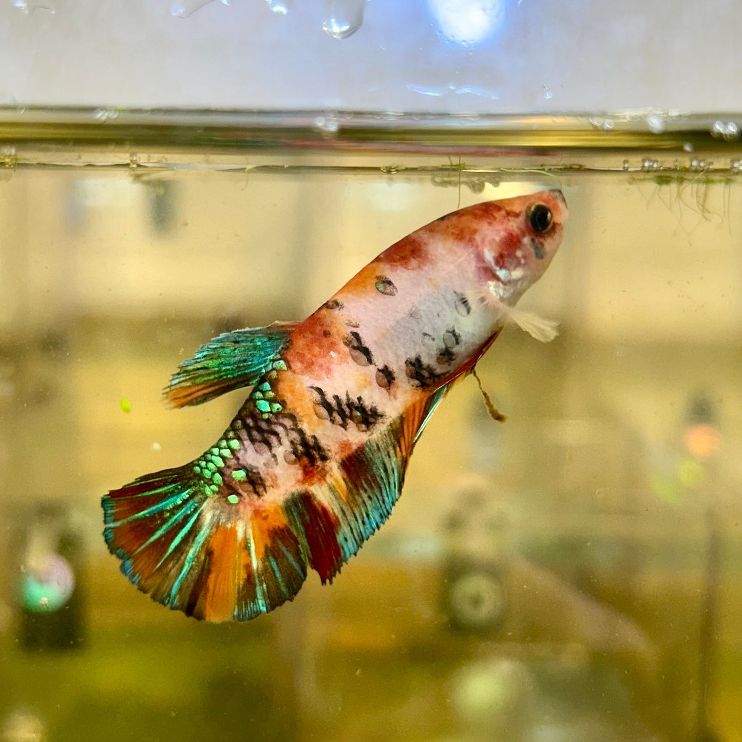 Giant Koi Plakat - Female Betta 34