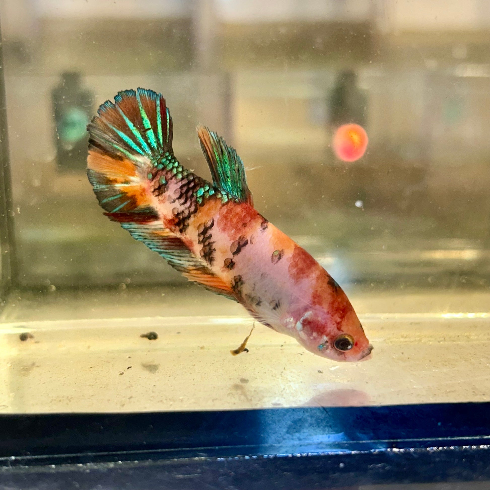 Giant Koi Plakat - Female Betta 34