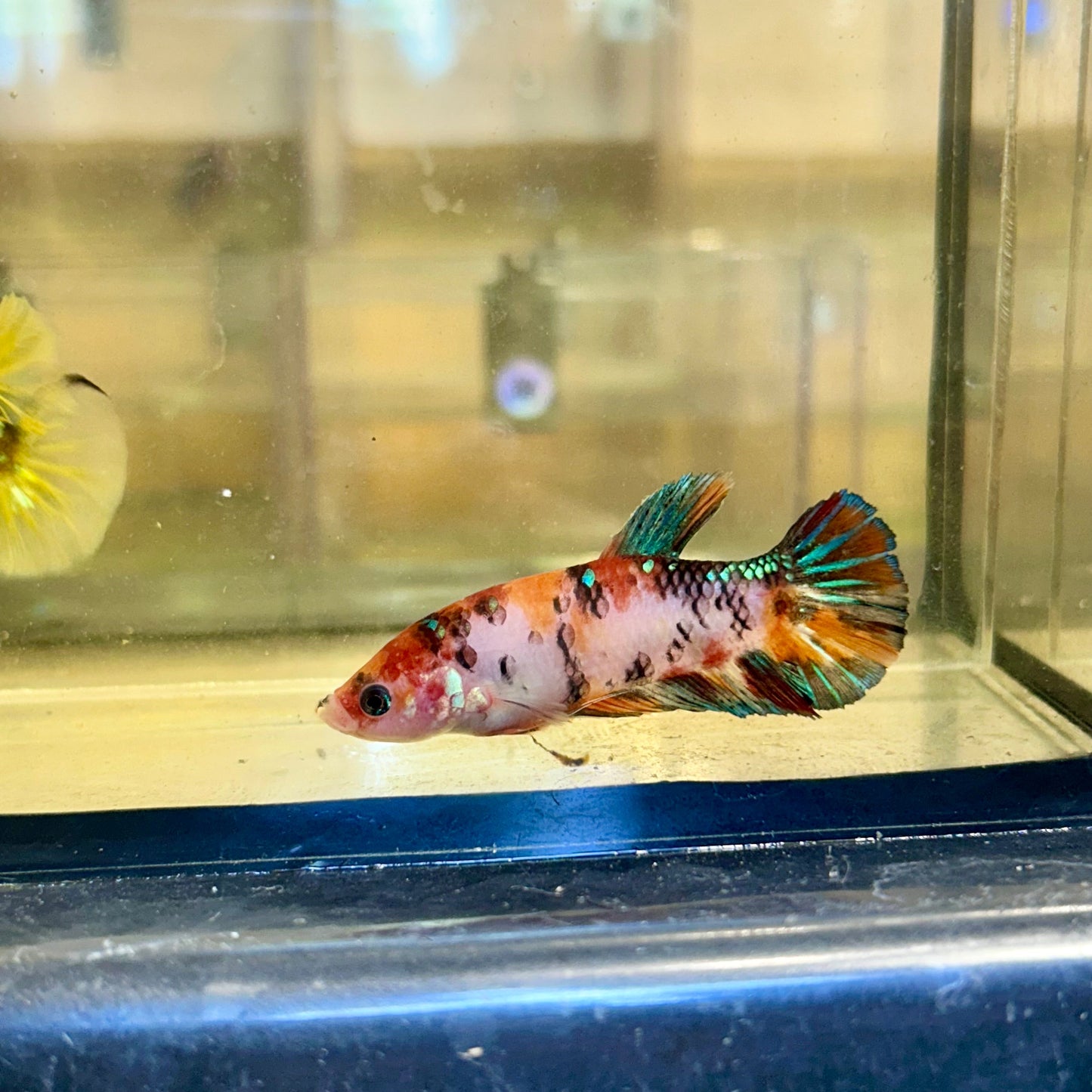 Giant Koi Plakat - Female Betta 34