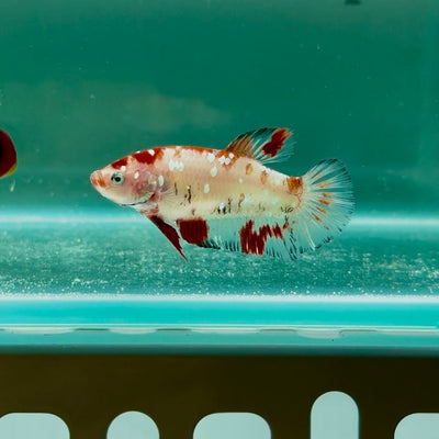 Giant Koi Red Cellophane S92 Plakat - Female Betta