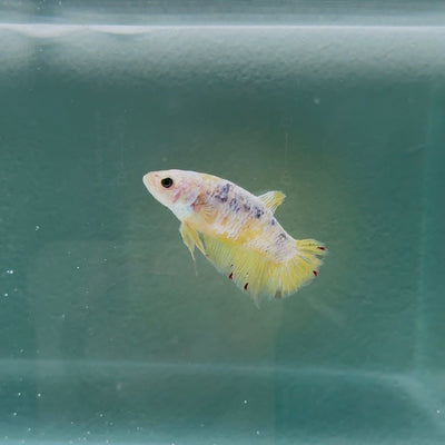 Giant Koi Yellow S91 Plakat - Female Betta