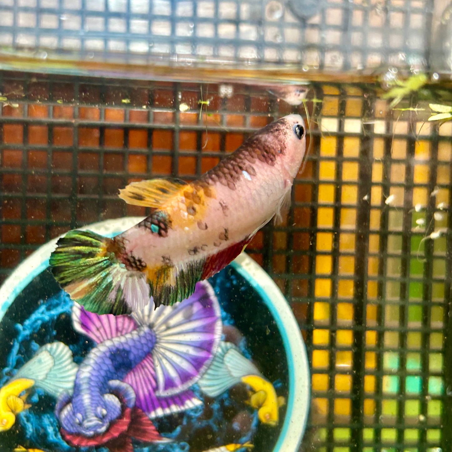 Giant Multicolor Koi Plakat - Female Betta 035