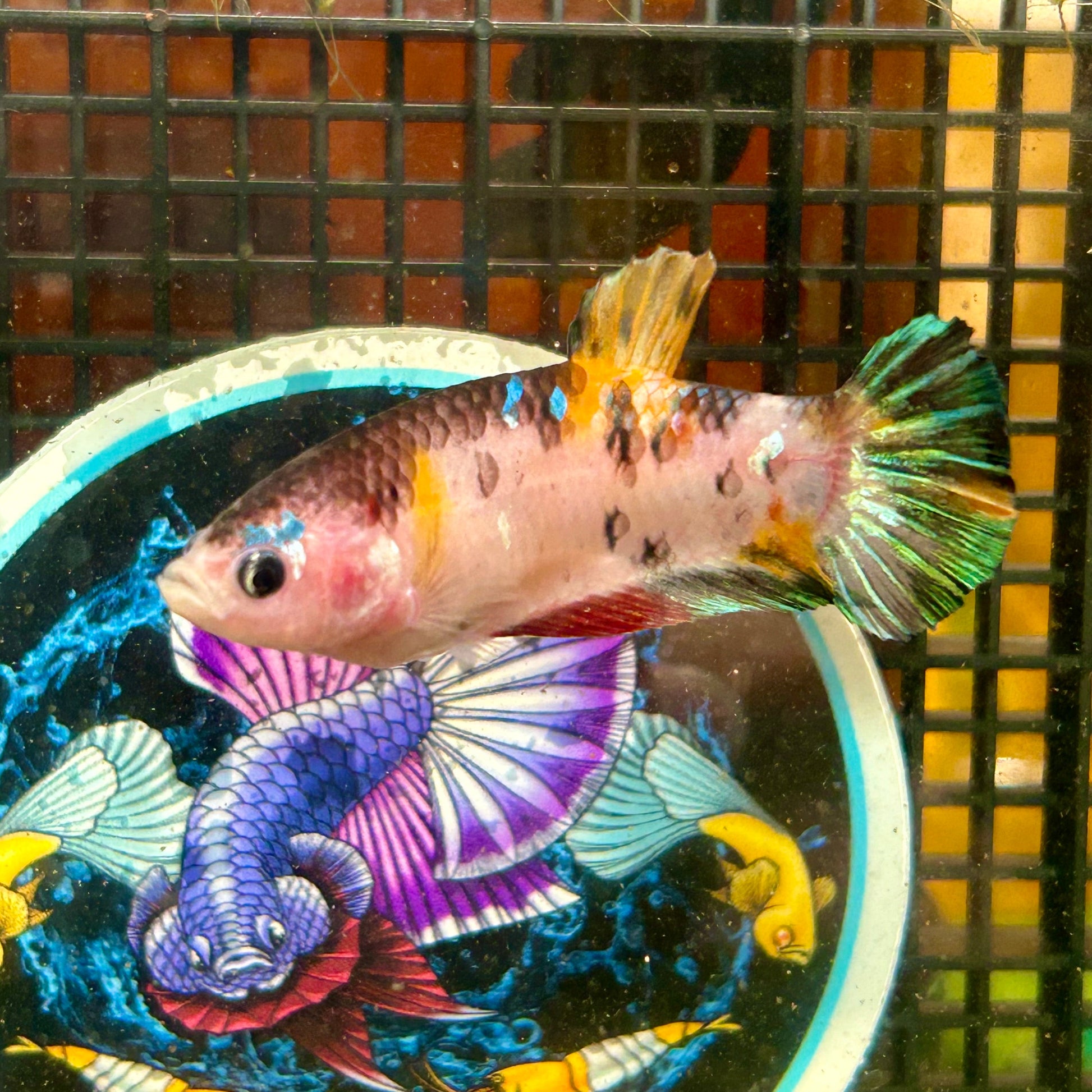 Giant Multicolor Koi Plakat - Female Betta 035