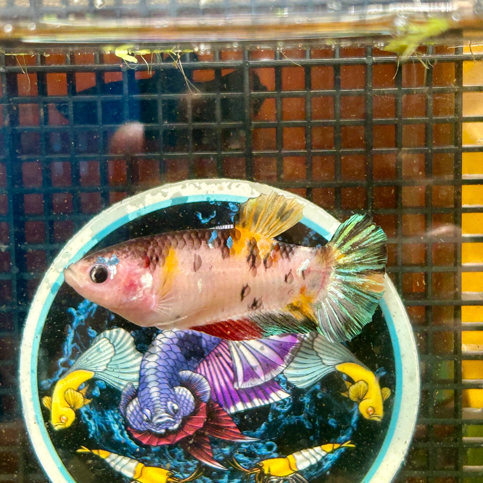 Giant Multicolor Koi Plakat - Female Betta 035