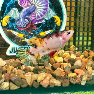 Giant Multicolor Koi Plakat - Female Betta 035