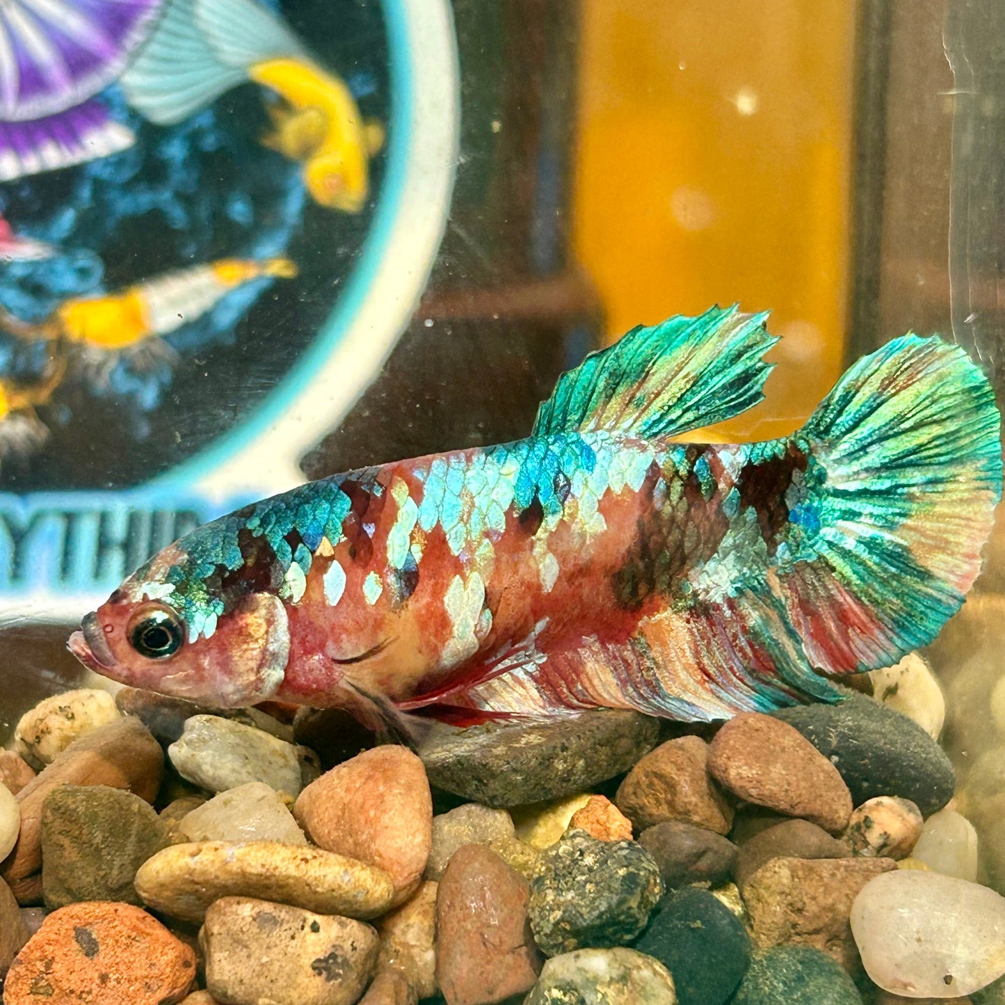 Giant Multicolor Koi Plakat - Female Betta 067