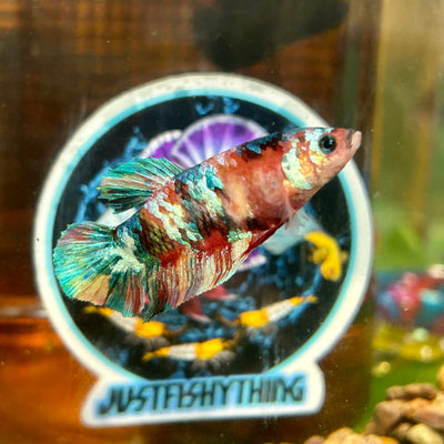 Giant Multicolor Koi Plakat - Female Betta 067