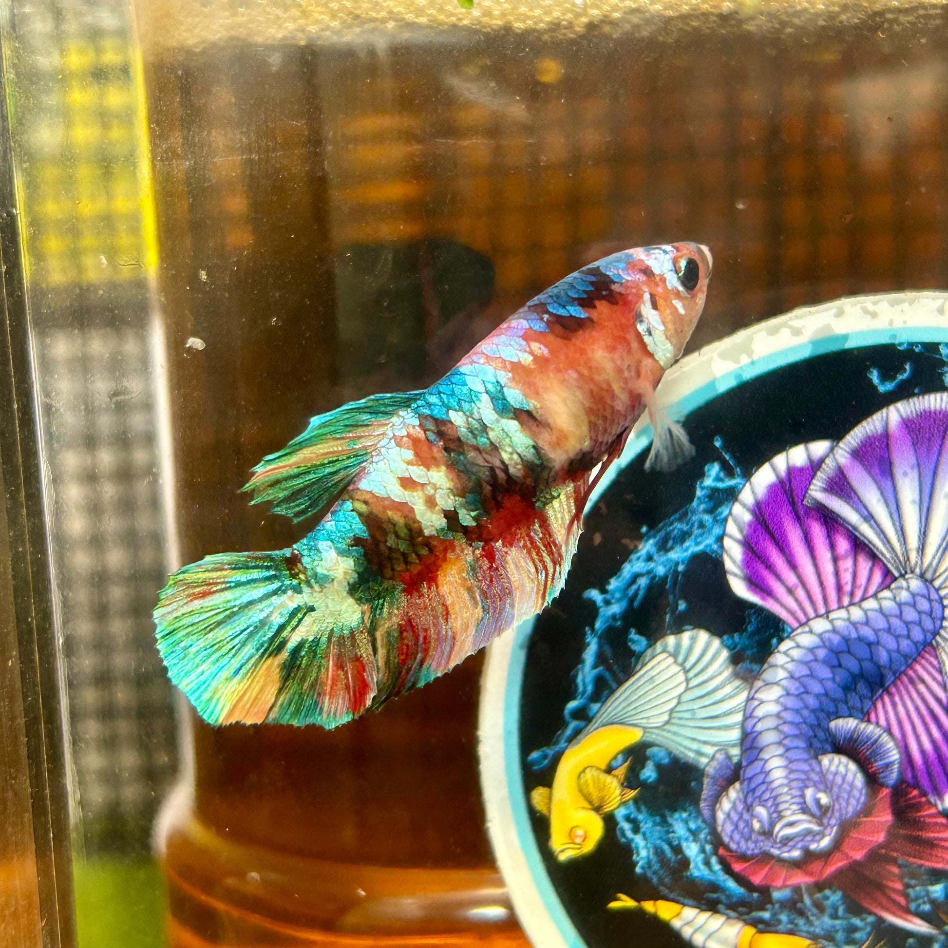 Giant Multicolor Koi Plakat - Female Betta 067