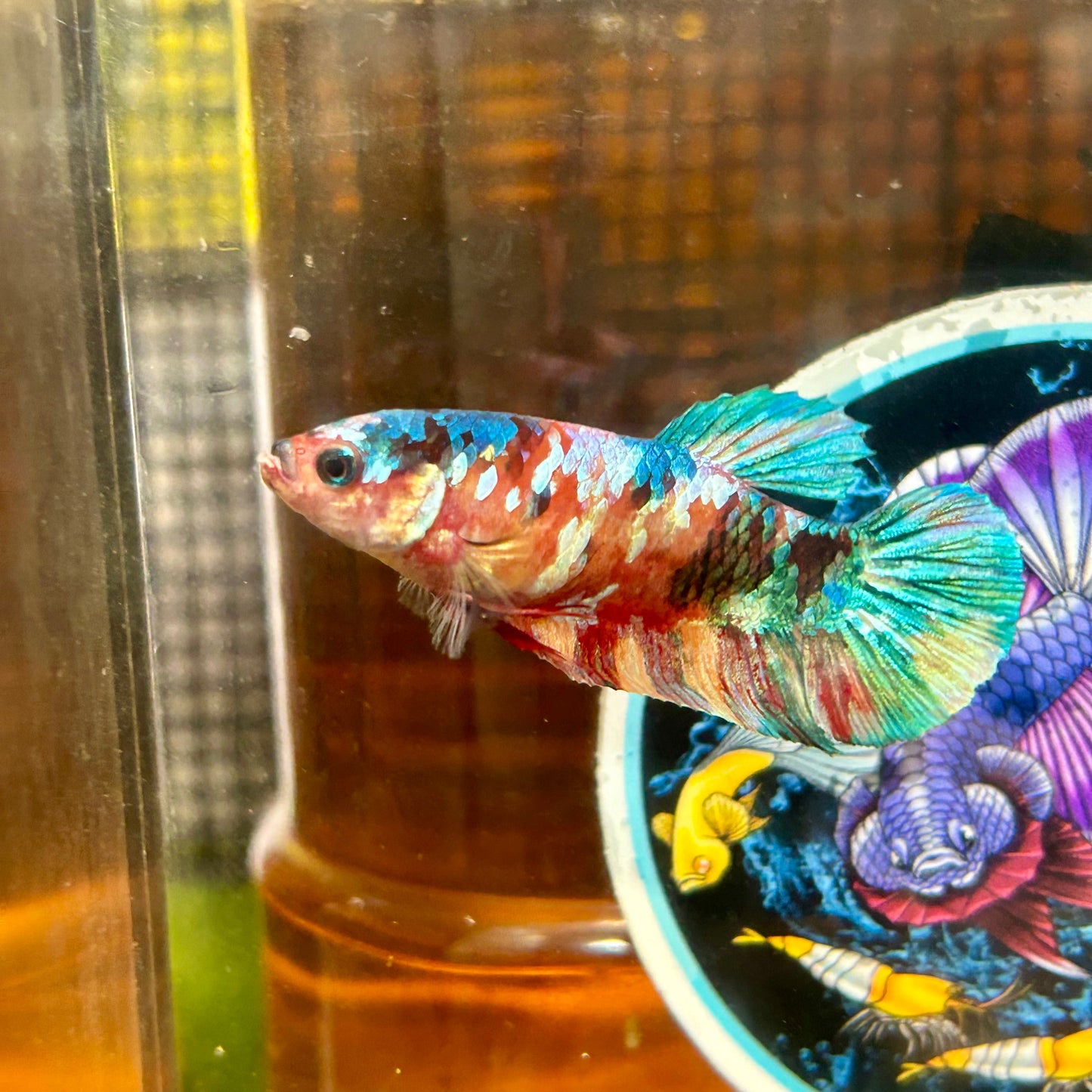 Giant Multicolor Koi Plakat - Female Betta 067