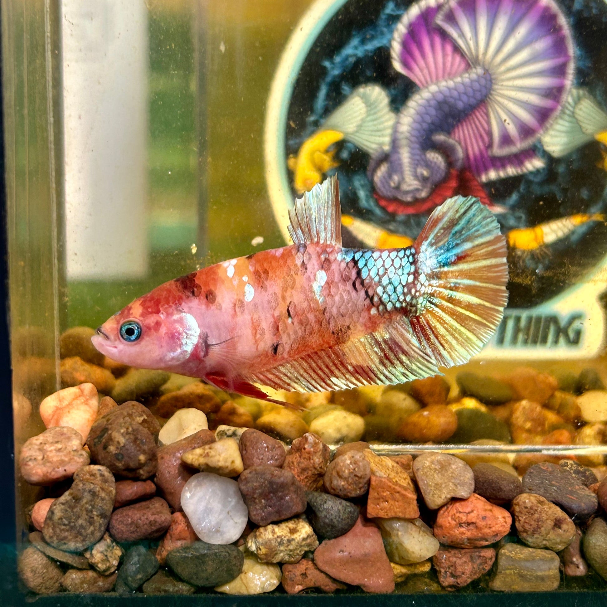 Giant Multicolor Koi Plakat - Female Betta 086