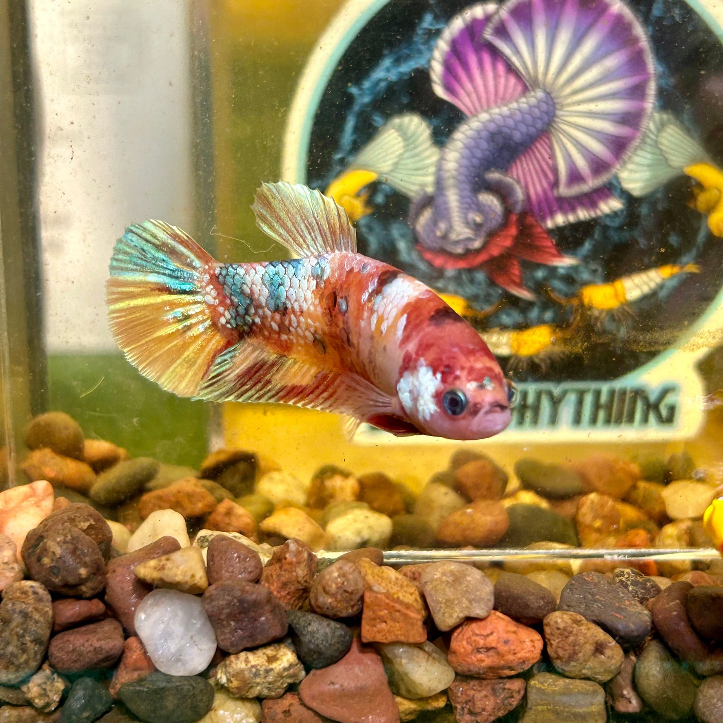 Giant Multicolor Koi Plakat - Female Betta 086