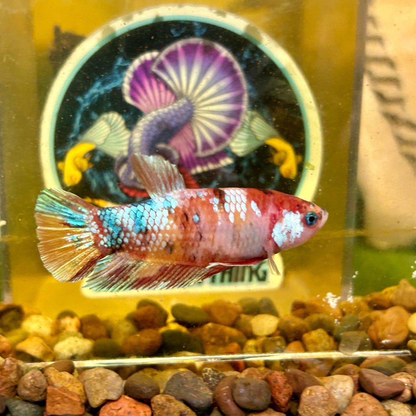 Giant Multicolor Koi Plakat - Female Betta 086