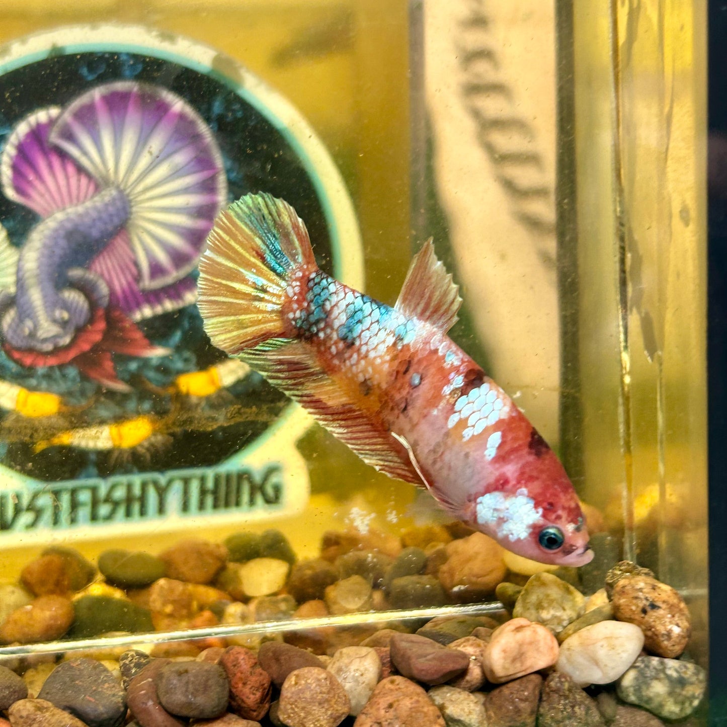 Giant Multicolor Koi Plakat - Female Betta 086