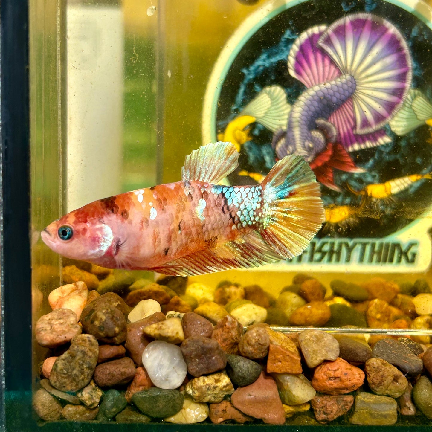 Giant Multicolor Koi Plakat - Female Betta 086