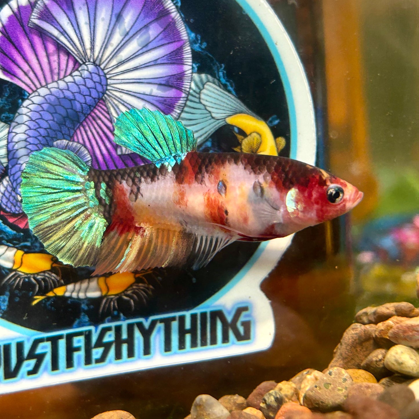 Giant Multicolor Koi Plakat - Female Betta 116