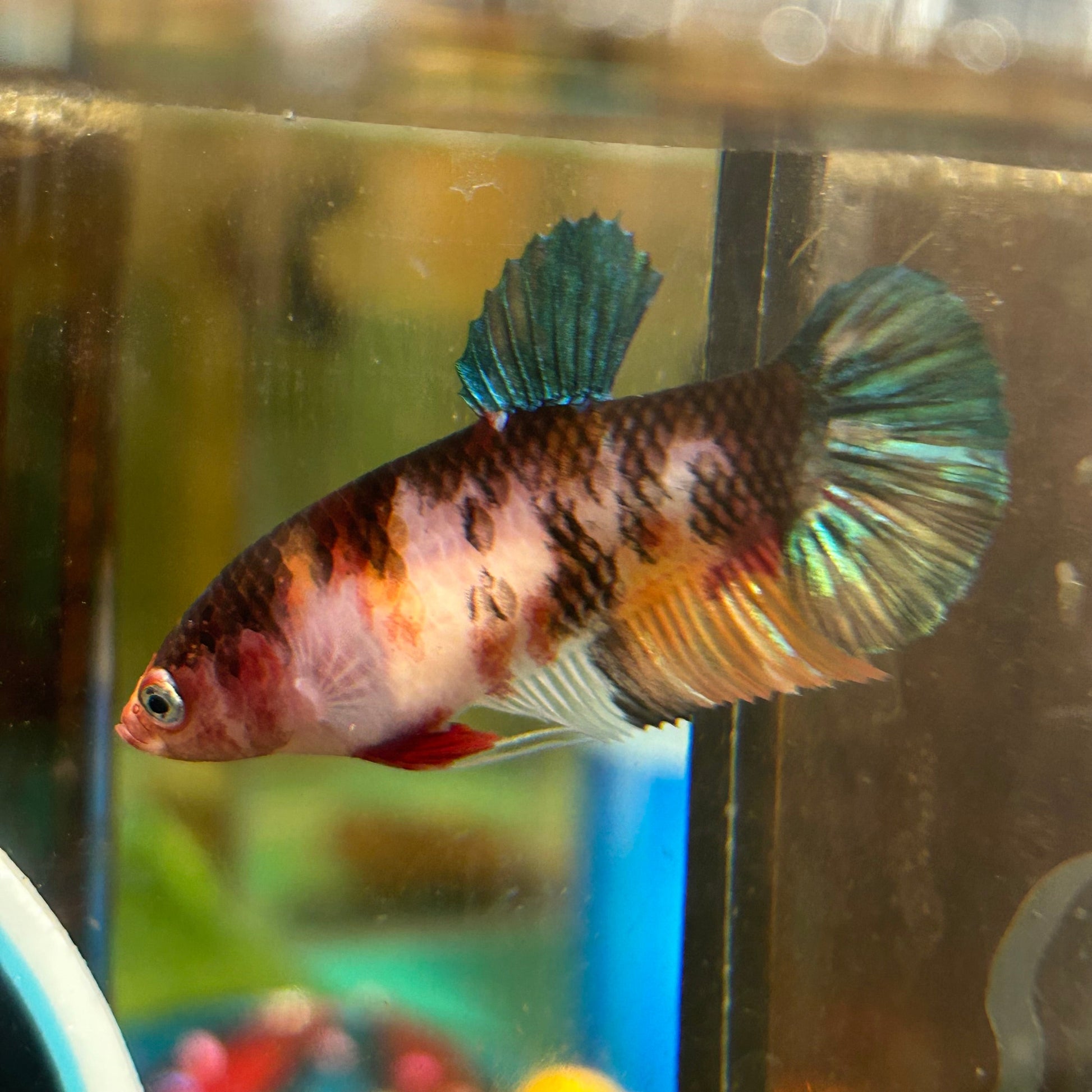 Giant Multicolor Koi Plakat - Female Betta 116