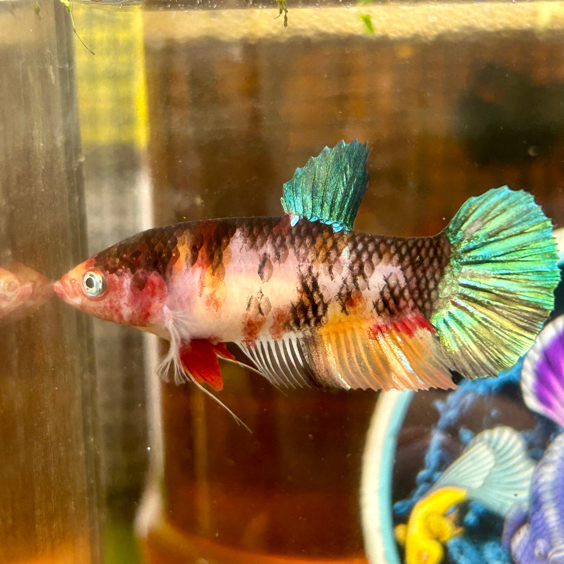 Giant Multicolor Koi Plakat - Female Betta 116